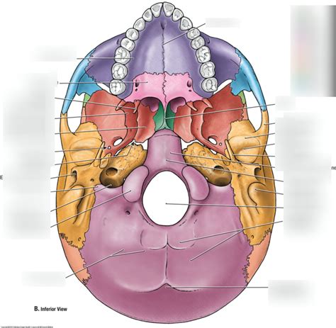 Skull Inferior View Diagram Quizlet