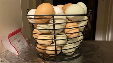 Raising Chickens for Eggs – Hatching Time