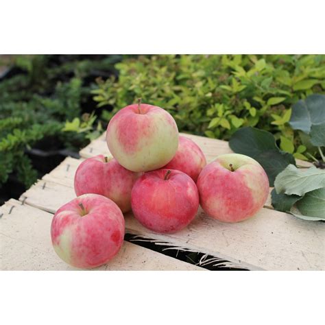 Авенариус яблоня описание сорта - фото