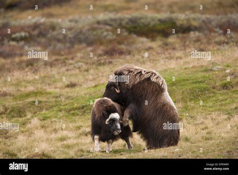 Apareamiento vaca fotografías e imágenes de alta resolución Alamy