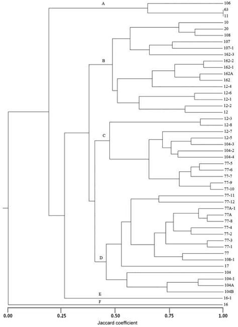 Dendrogram Of Puccinia Triticina Pathotypes Based On Their Virulence On