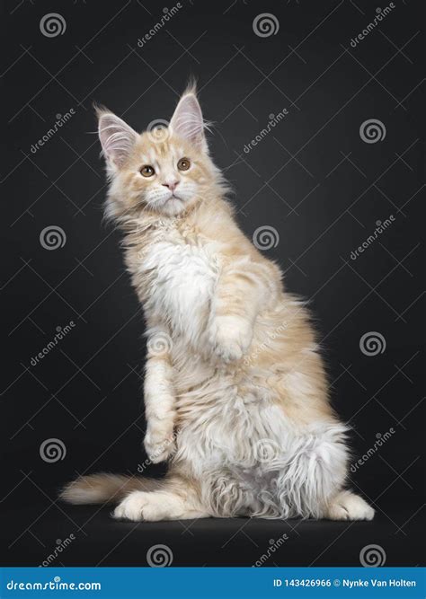 Majestic Red Silver Maine Coon Cat Kitten on Black Stock Photo - Image