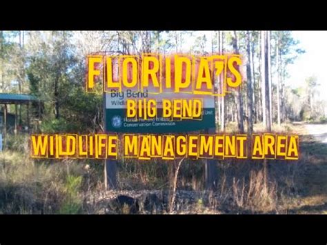 Florida's Big Bend Wildlife Management Area - YouTube