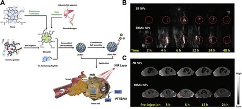 Bvmn Nps For Multimodal Tumor Imaging And Photothermal Therapy A