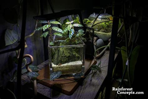 The smallest nano planted aquarium – Rainforest Concepts