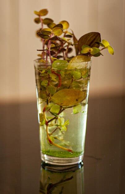 Premium Photo Sprouts In A Glass Of Water