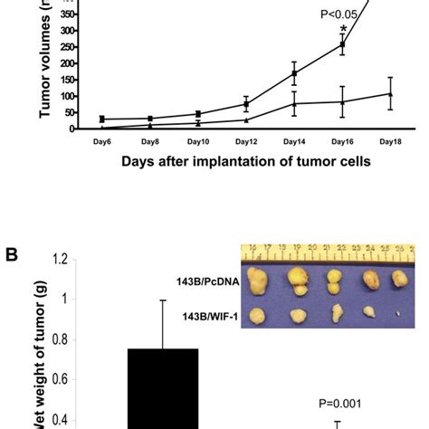 WIF 1 Inhibits In Vivo Tumor Growth In Nude Mice 1 10 6 143B Cells