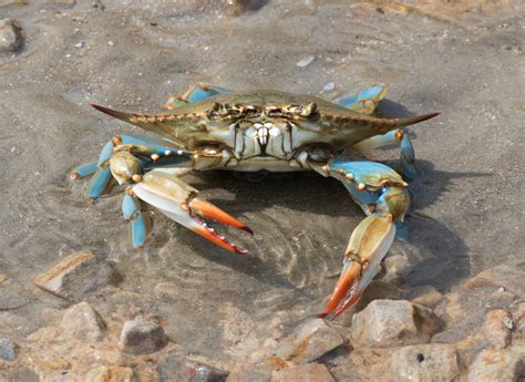 Blue Crabs Facts Diet And Habitat Information