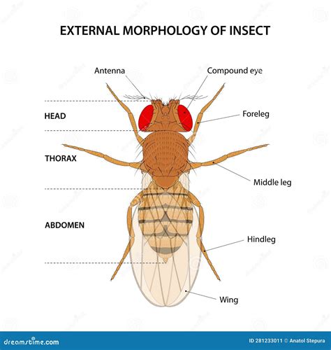 Insect Head Diagram