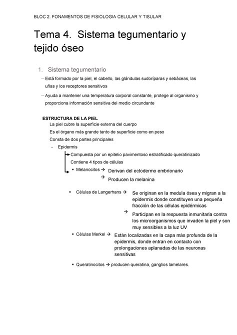 Sistema Tegumentario Y Tejido Seo Bloc Fonamentos De Fisiologia