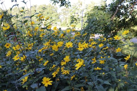 Helianthus Divaricatus The Native Plant Gardener