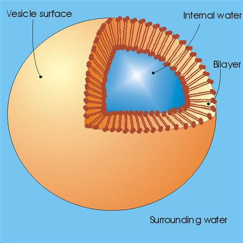 Diagram Of A Vesicle