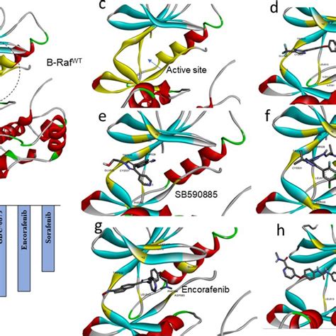 Protein Ligand Docking Of Known B Raf Inhibitors A Structure Of