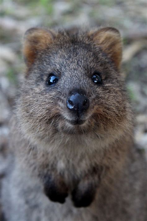 Quokka Pet : Quokka | Cute animals, Australian animals, Quokka / If you are ever lucky enough to ...