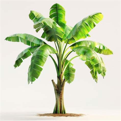 Banana Tree Clipart: 4K & Vector in Photorealistic Style – IMAGELLA