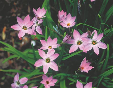 Buy Pink Lady Bulbs Online - Autumn, Ipheion uniflorum, Rock Garden and ...