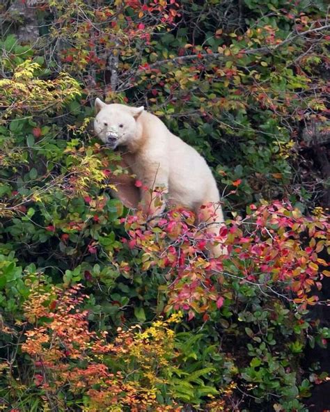 The Kermode Bear - Ursus Amaricanus Kermodei - also known as a "spirit ...