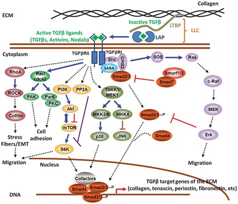 Role Of Tgfβ In Regulation Of The Tumor Microenvironment And Drug