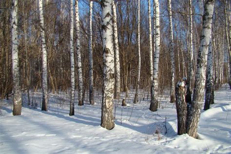 1 812 Photos De Bois De Bouleau En Hiver Russie Photos De Stock