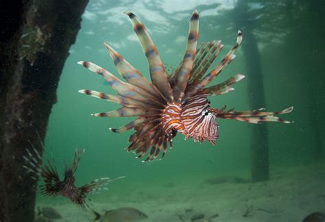 Atlantic Lionfish