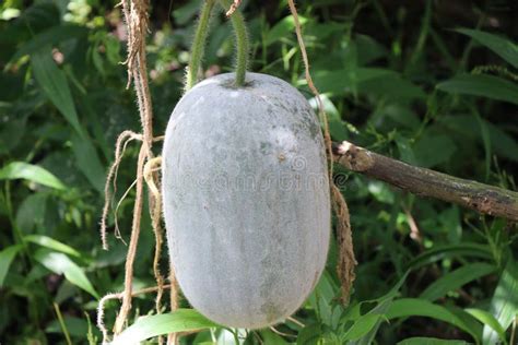 Ash Gourd Also Called Benincasa Hispida The Wax Gourd Winter Gourd