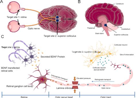 The Intricacies Of Neurotrophic Factor Therapy For Retinal Ganglion