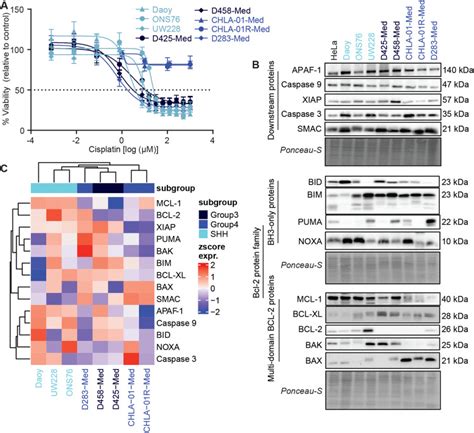 The Identification Of BCL XL And MCL 1 As Key Anti Apoptotic Proteins