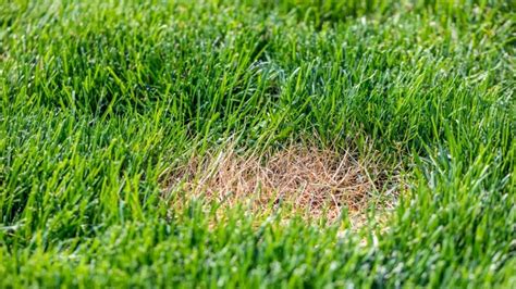 Dollar Spot Lawn Fungus – What it is & How to Fight it?