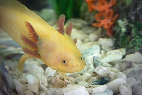 Are Axolotl Threatened With Extinction?