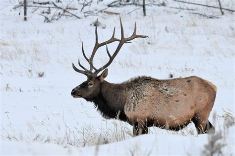 Elk-98 | Yellowstone National Park Lodges