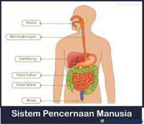 Sistem Pencernaan Interactive Exercise For Kls 7 Live Worksheets