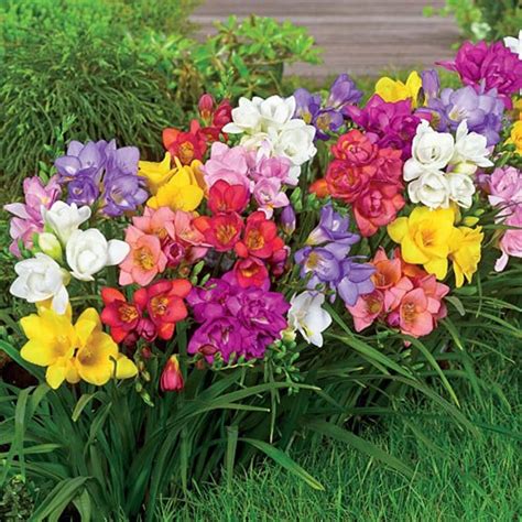 Freesia Royal Crown Freesia Hybrida Mixed Colour Fresh Seeds Ebay