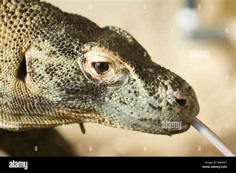 Komodo dragon teeth hi-res stock photography and images - Alamy