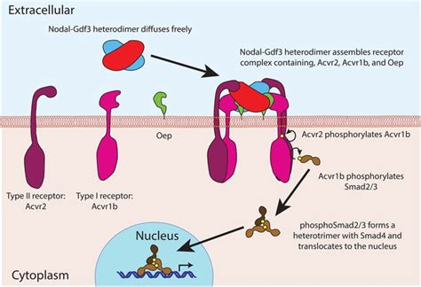 Patterning And Axis Formation Heterodimers Reign In The Embryo Elife