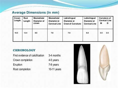 Permanent Maxillary Central Incisor