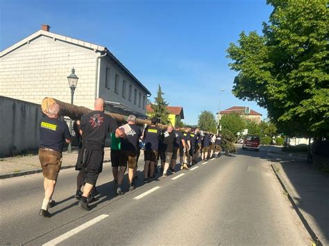 30 04 2024 MAIBAUM AUFSTELLEN Freiwillige Feuerwehr Zeiselmauer