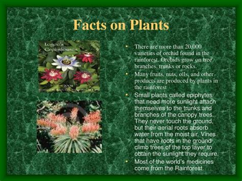 Facts About Plants