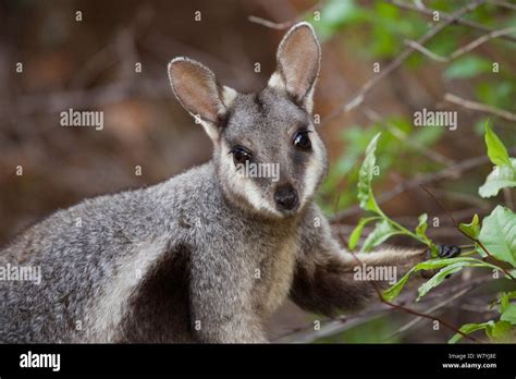 Black Footed Rock Wallaby Petrogale Lateralis Feeding On Leaves Cape