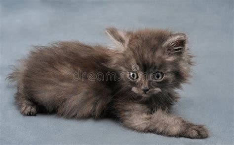 Small Kitty Picture. Image: 9689326