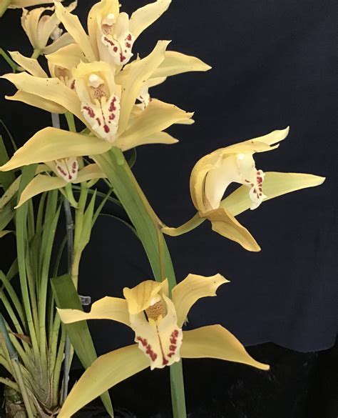 Cymbidium Lowianum Southern Suburbs Orchid Society Inc