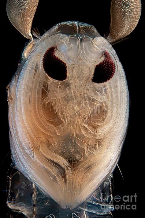 Phantom Midge Larva Photograph By Frank Fox Science Photo Library