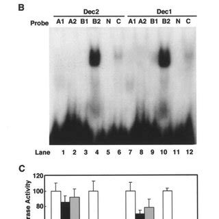 Dna Binding And Transcriptional Repression Activity Of Dec Protein