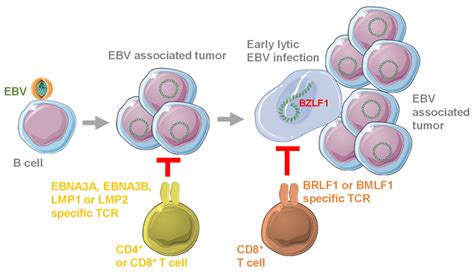 Cells Free Full Text Redirecting T Cells Against Epsteinbarr Virus