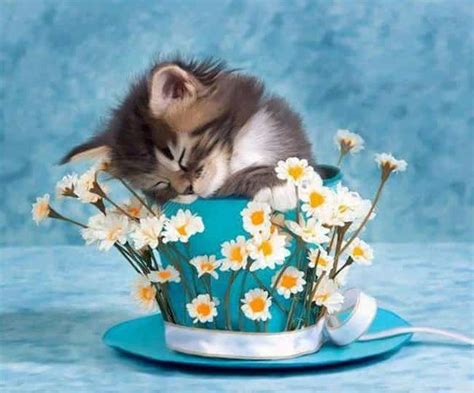 Cute Animals Sitting In Cups Kittens And Puppies In Cup Photos Page 2