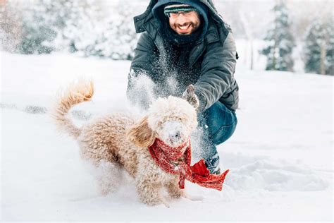 134 Winter Dog Names for Your Warm-Hearted Pooch | Daily Paws