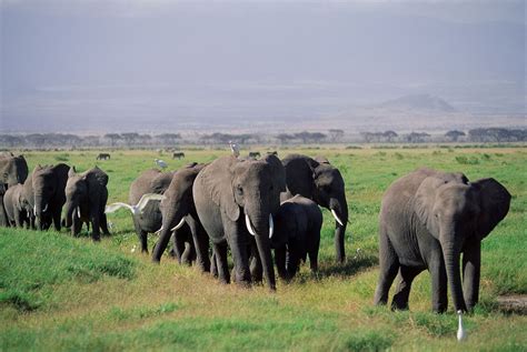 African savanna elephant | mammal | Britannica