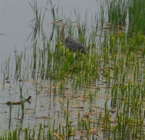 Great Blue Heron - Phantom Lakes Management District