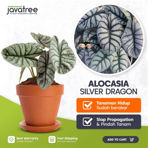 Jual Javatree Tanaman Hias Daun Keladi Naga Silver Dragon Alocasia