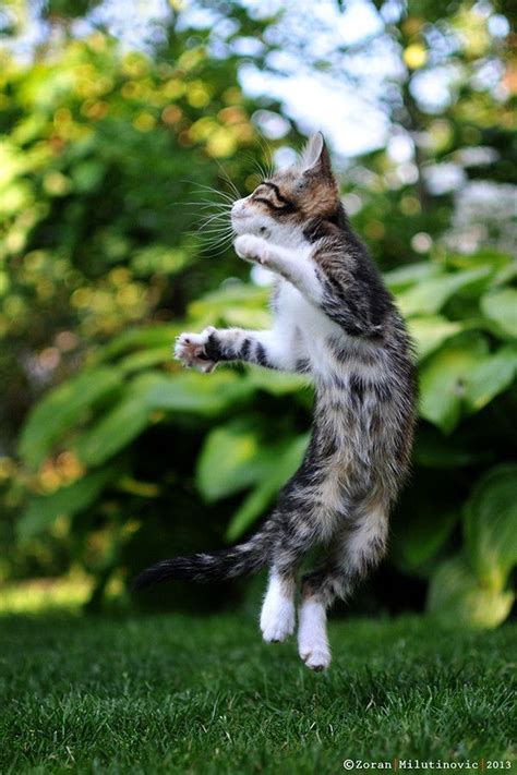 32 best images about Cat Jump on Pinterest | Videos for cats, Christmas cats and Kittens