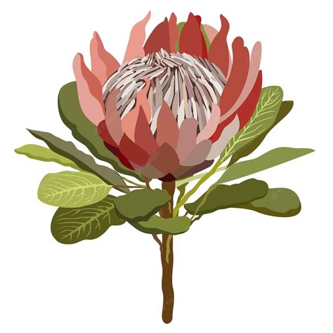 Premium Vector Vector Isolated Illustration Of Protea Flower